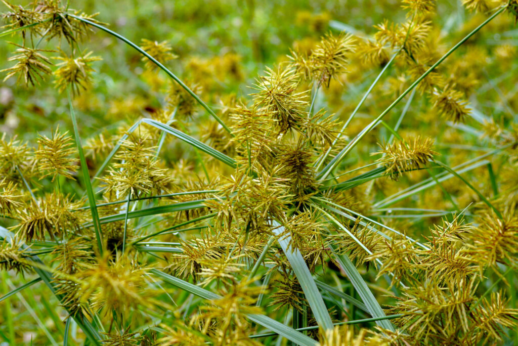 Horizontal image of common nutsedge (Cyperus esculentus), a perennial weed, in flower