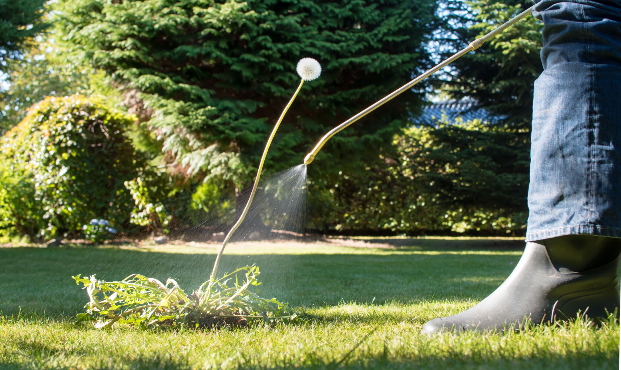 Spraying weeds in the garden