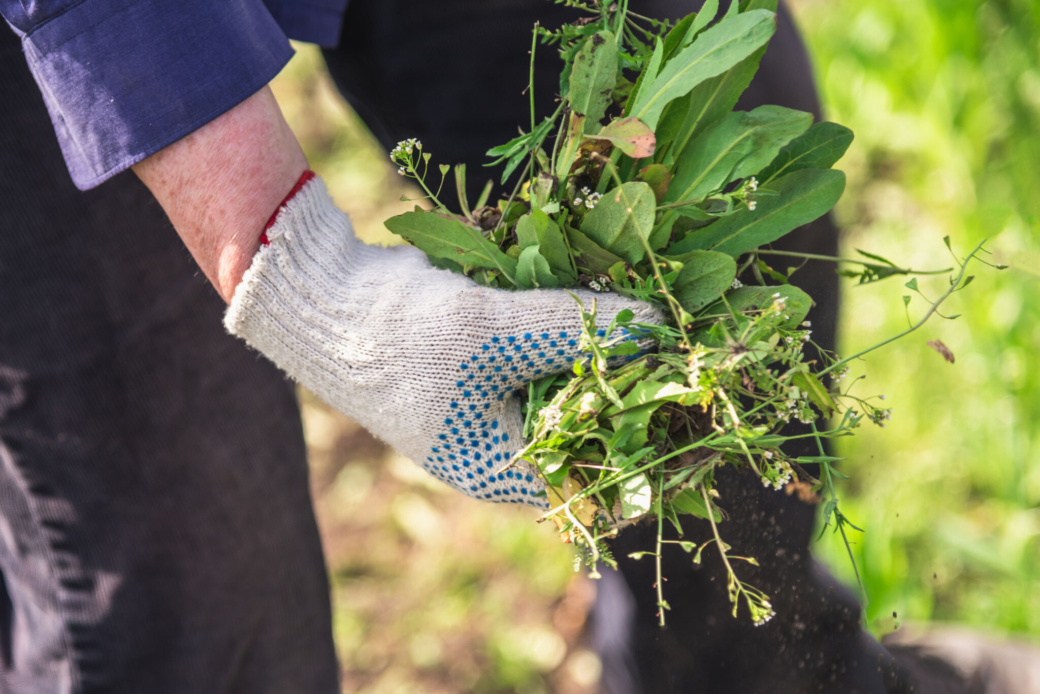 a man in gloves throws out a weed that was uprooted from his garden