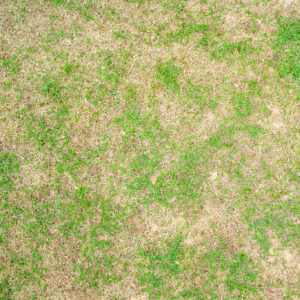 section of grass with patches of brown spots throughout.