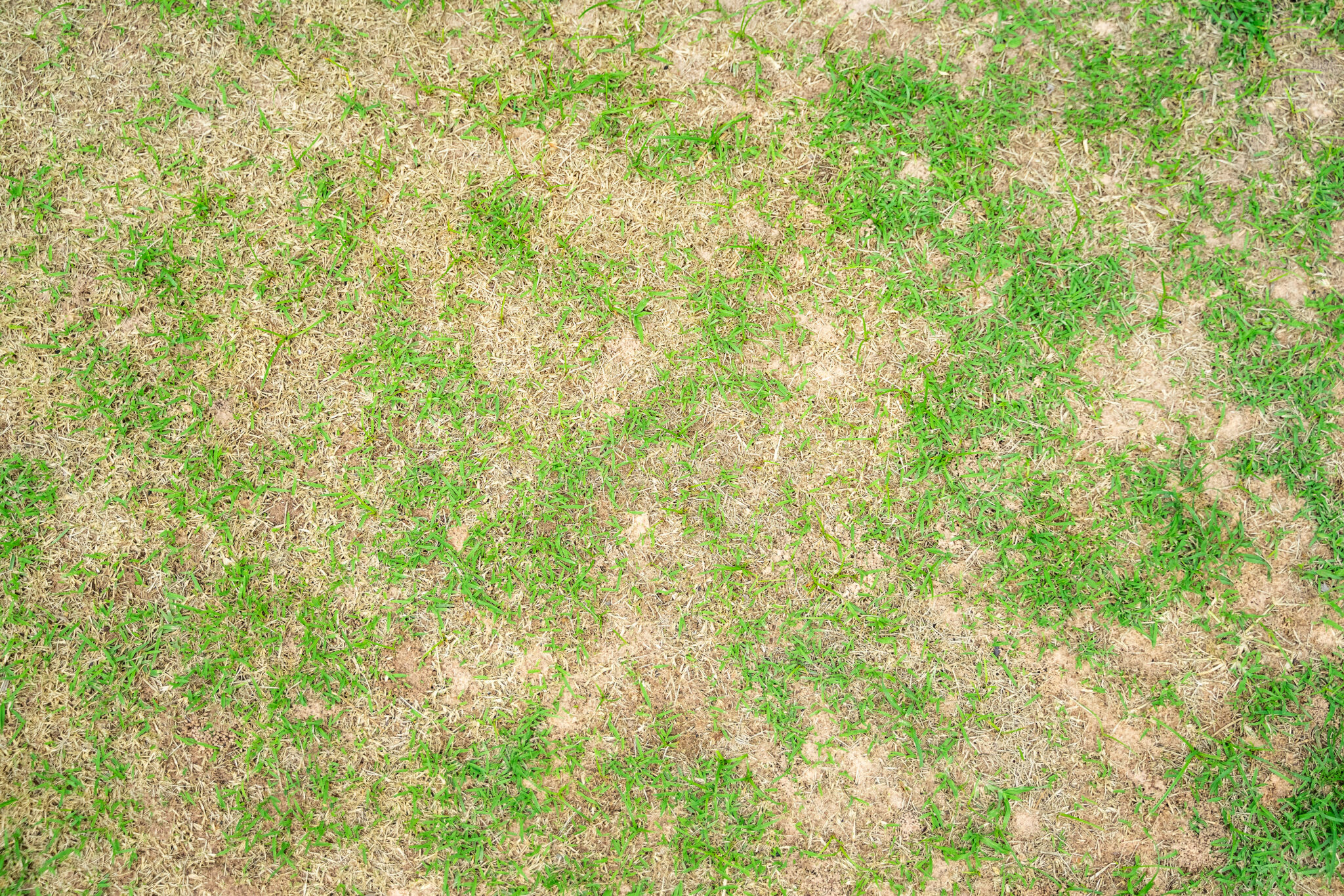 section of grass with patches of brown spots throughout.