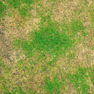 Pests and disease cause amount of damage to green lawns, lawn in bad condition and need maintaining.