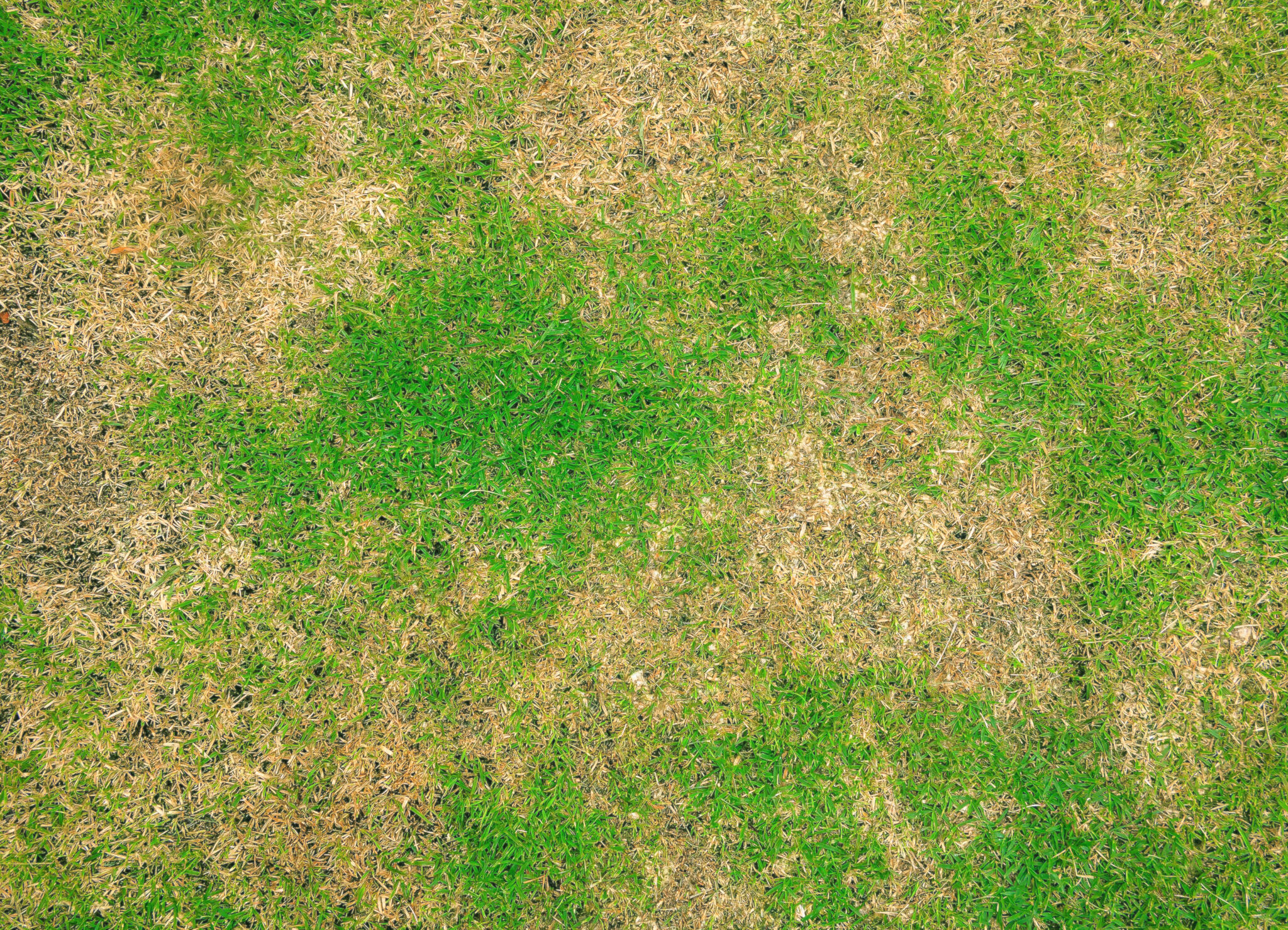 Pests and disease cause amount of damage to green lawns, lawn in bad condition and need maintaining.
