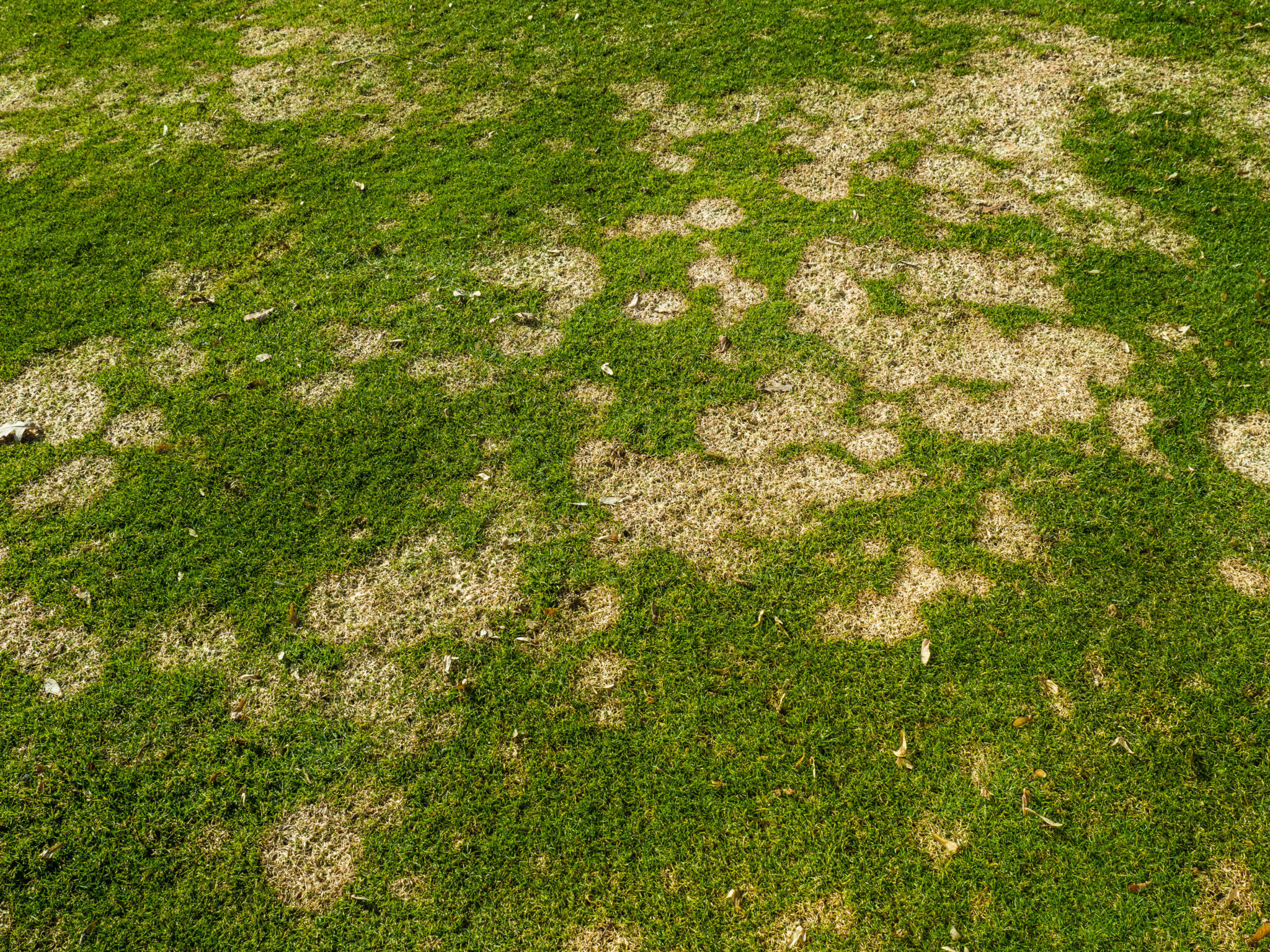 Signs of Lawn Disease and How to Treat It Mid