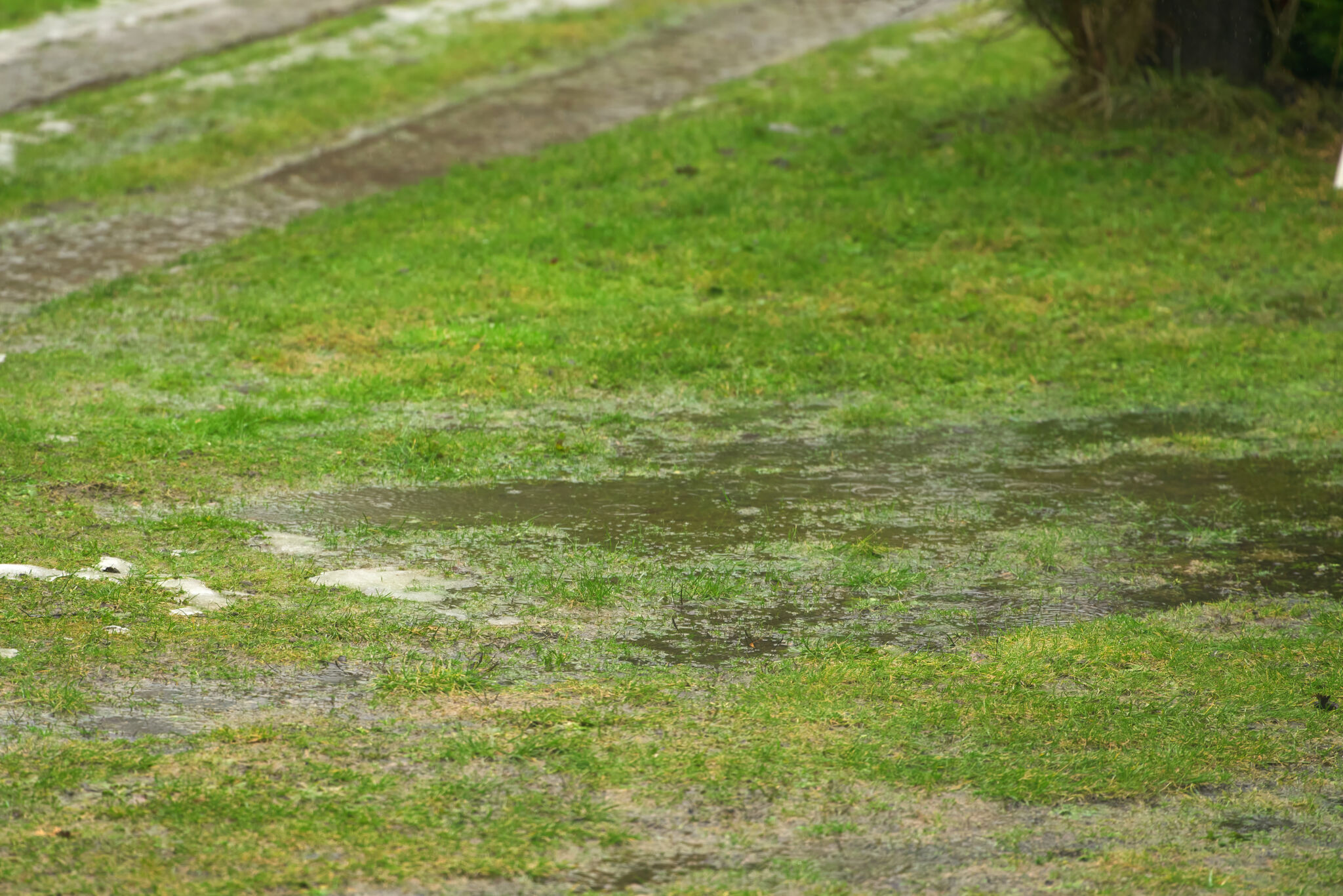 Image of standing water and hydrophobic soil in yard.