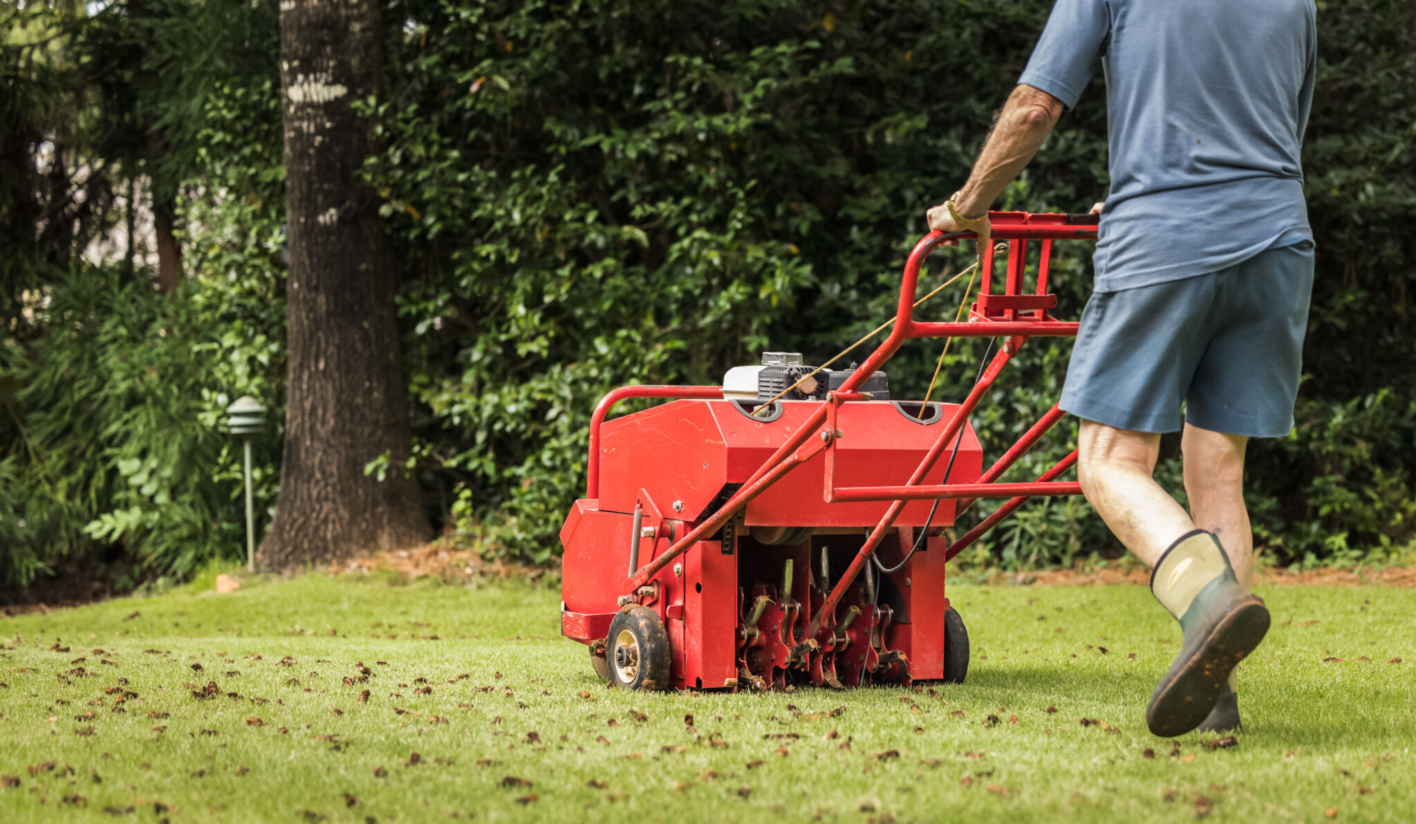 Man using gas-powered aerating machine to aerate residential grass yard. Groundskeeper using lawn aeration equipment for turf maintenance.