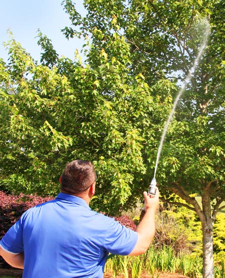 tree care